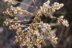 drybrambles